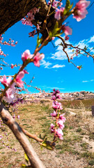 Spring Awakening in Calanda: Under the blue sky, almond trees paint the landscape pink, heralding...