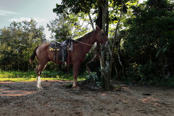 Chestnut or sorrel horse rope-tethered to a young Ceibon tree while waiting for the rider to come...