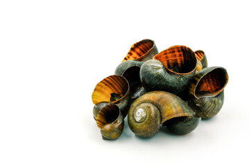 Scallops on a white background