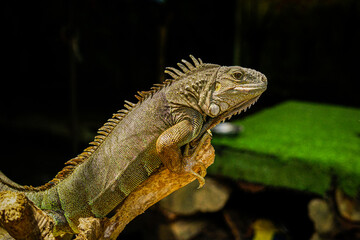 Close-up portrait of curious Iguana reptile. Iguane lizard portrait macro, close-up. Portrait front view to colorful exotic iguana resting on wood, with skin in red, orange, yellow and blue tones.