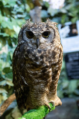 great horned owl