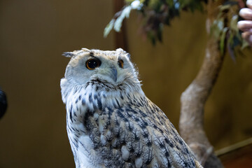 great horned owl