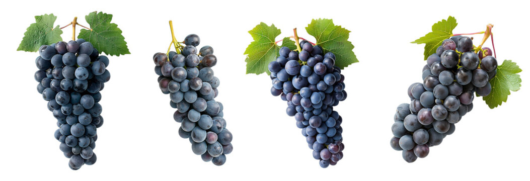 Grape garnacha set cutout, wine branch berry fruit autumn dessert