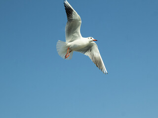 seagull in flight