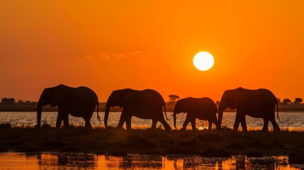 Fototapeta premium A captivating scene of a herd of African elephants walking in silhouette against a vibrant orange sunset sky