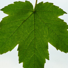 maple leaf lies on a white background