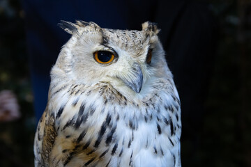 great horned owl