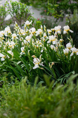 Fototapeta premium Bushes of white iris flowers and pink daisies grow near the path made of small square street tiles
