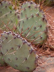 Cactus in Red rock scenic byway Sedona Arizona Etats-Unis