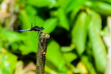 insectos