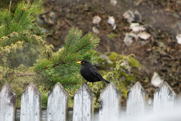 bird on a fence