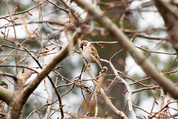 robin on branch