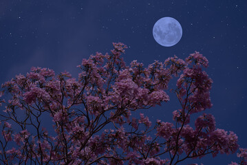 Full moon with flower tree branches in the night.
