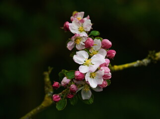 apple blossoms,apfelblüten