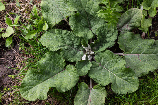 Arctium lappa - Young burdock leaves in an early summer