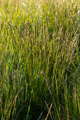 Meadow grass meadow with the tops of stele panicles. Poa pratensis green meadow european grass - obrazy, fototapety, plakaty