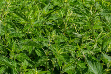 Stinging nettles Urtica dioica in the garden. Green leaves with serrated edges