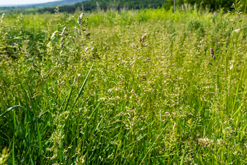Meadow grass meadow with the tops of stele panicles. Poa pratensis green meadow european grass