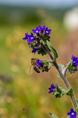 Anchusa officinalis, commonly known as the common bugloss or alkanet with green background
