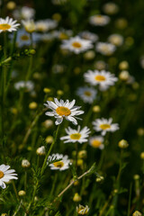 Tripleurospermum inodorum, wild chamomile, mayweed, false chamomile, and Baldr's brow, is the type species of Tripleurospermum