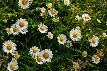 Wild daisy flowers growing on meadow, white chamomiles. Oxeye daisy, Leucanthemum vulgare, Daisies,...