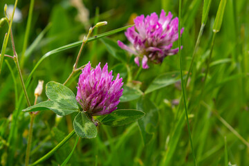 Trifolium pratense, red clover. Collect valuable flowers fn the meadow in the summer. Medicinal and honey-bearing plant, fodder and in folk medicine medically sculpted wild herbs