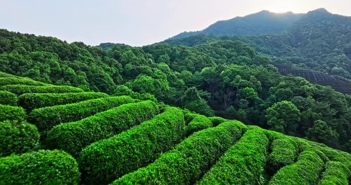 Aerial shot of tea mountain plantation in spring