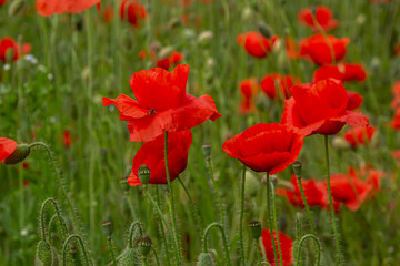 Papaver rhoeas or common poppy, red poppy is an annual herbaceous flowering plant in the poppy family, Papaveraceae, with red petals