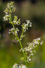 Beautiful blooming white bedstraw in June, galium album