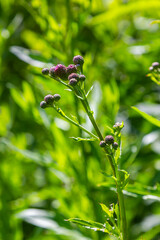 Thistle Carduus acanthoides grows in the wild in summer