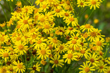 Yellow flowers of Senecio vernalis closeup on a blurred green background. Selective focus
