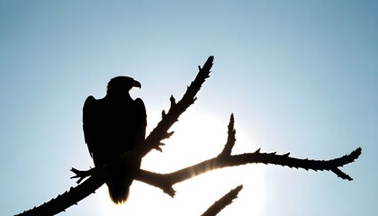 Eagle Silhouette Upscaled 29