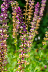 Deep violet-blue flowers, Salvia nemorosa Ostfriesland. Tall purple flower . Salvia, Nepeta. Balkan Clary - Salvia sylvestris