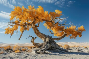 Golden Silhouette: Ancient Tree in Arid Splendor