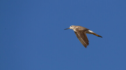 Obraz premium Small long-billed bird ( pitotoy ) flying with blue sky in the background