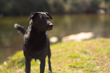 Perro mojado al lado del lago