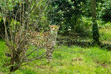 a Cheetah (Acinonyx jubatus) standing behind a bush