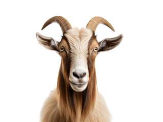 a goat with horns looking at the camera