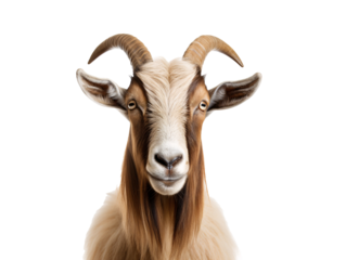 a goat with horns looking at the camera