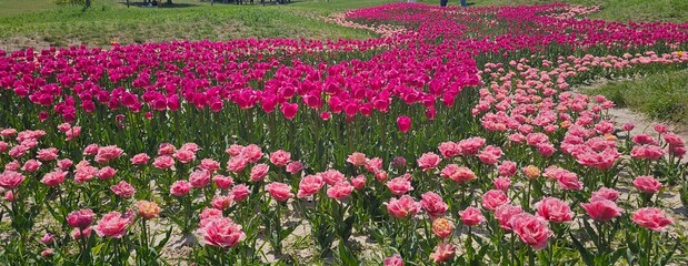 field of tulips