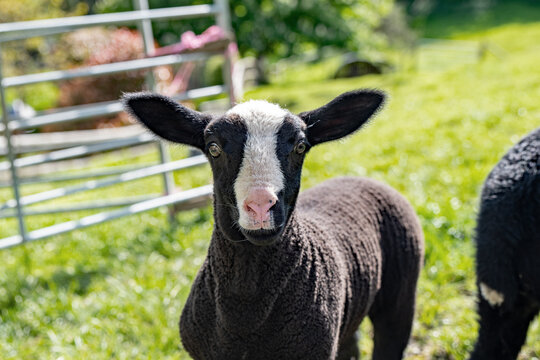 A Zwartble black lamb looks straight to camera. Cute and beautiful animal. Farm animal. Livestock. Wool. Sheep.