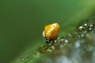A Taiwanese mountain snail (Cyclotus taivanus taivanus) crawls on the wetland. The snail's shell...