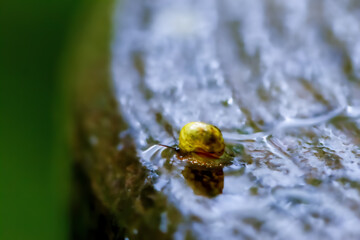 A Taiwanese mountain snail (Cyclotus taivanus taivanus) crawls on the wetland. The snail's shell sparkles, reflecting the surrounding greenery. Wulai District, New Taipei City.