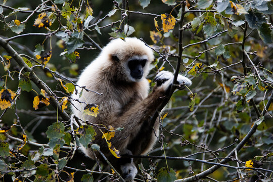 a single Pileated gibbon (Hylobates pileatus) resting in a green tree