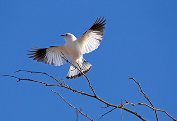 Small white bird ( monjita ) in backlight with wings spread, landing on the branches