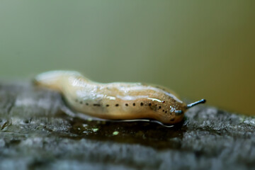 A detailed close-up of an Agriolimax agrestis slug, showcasing its intricate body texture and natural elegance. Wulai District, New Taipei City