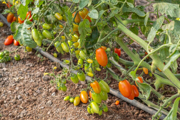 Cherry tomatoes growing in a greenhouse farm.