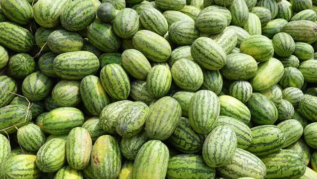 View of piled green watermelon fruits for sale.