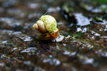 A Dioryx swinhoei snail with a white shell adorned with green, traverses wetlands. Captured in detail, showcasing its natural elegance. Wulai District, New Taipei City.