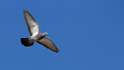 Turtle dove in full flight with wings outstretched